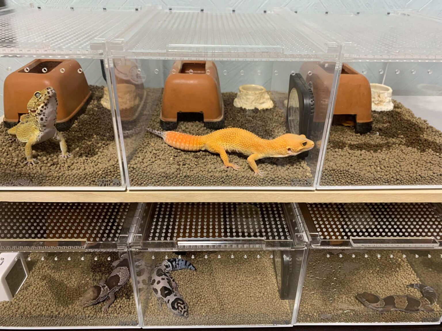 【レオパ飼育】ブリーダー御用達の三晃商会『レプタイルボックス』レビュー！ レオパと暮らす