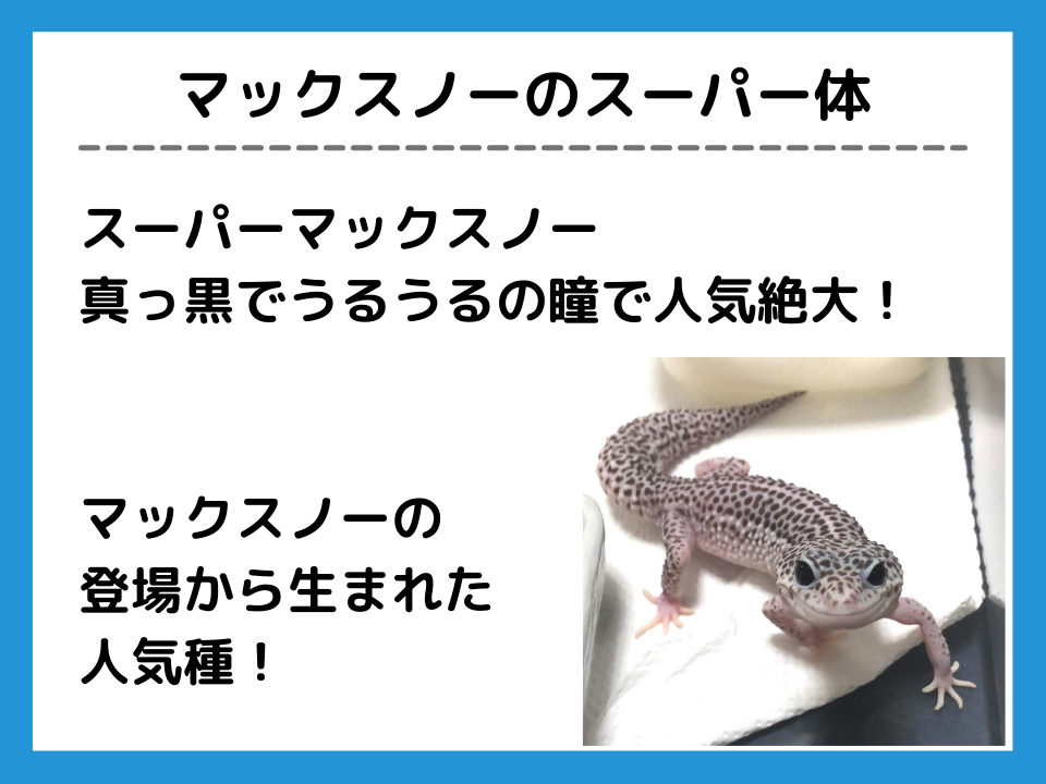 レオパモルフ図鑑#04】マックスノーってどんな品種？特徴は？遺伝は 